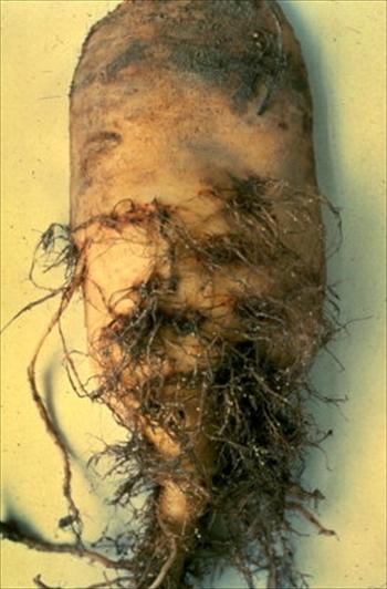 بهترین روش مبارزه با نماتد چغندرقند